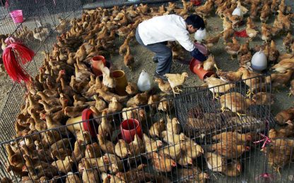 Francia, rischio "elevato" per la diffusione dell'influenza aviaria