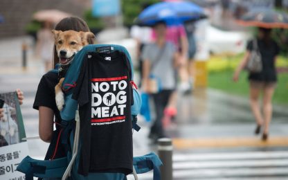 Il più grande mercato coreano vieta la macellazione di carne di cane
