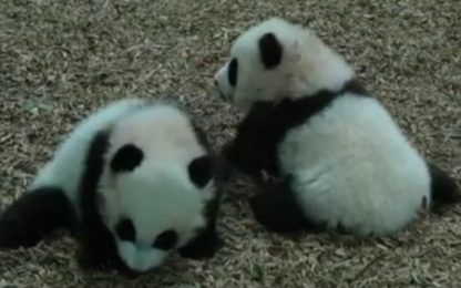 Usa, cuccioli di panda muovono i primi passi nello zoo di Atlanta