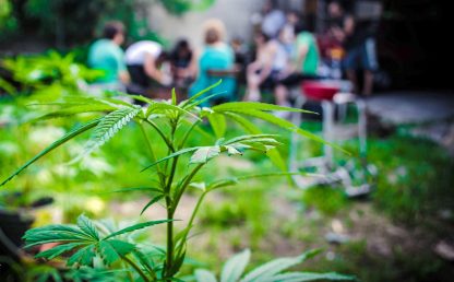 Cannabis, 218 parlamentari: "Legalizziamola". Ma è polemica
