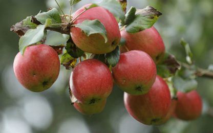 Perché il succo di mela è un antitumorale
