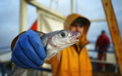 Regno Unito, Fish&Chips a rischio: il merluzzo soffre i mari più caldi