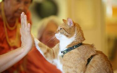 Aviaria: possibile trasmissione da gatto a uomo a New York