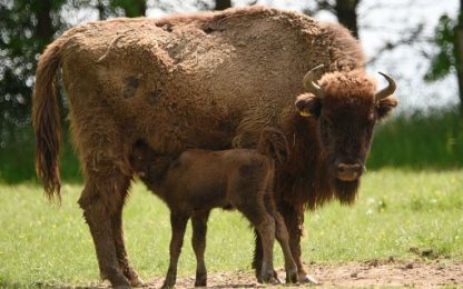 Il Dna e l'arte rupestre svelano le origini del bisonte europeo