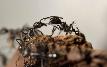 Anche le formiche si baciano: ecco perché