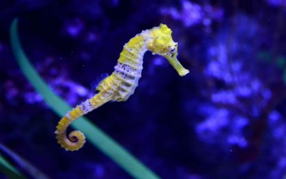 Cavallucci marini, mutazioni genetiche li avrebbero resi specie unica