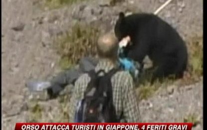 Giappone, orso aggredisce turisti: 4 feriti gravi