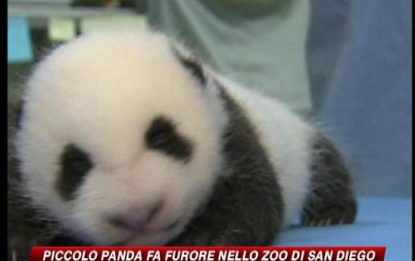 California, il piccolo panda conquista l'America