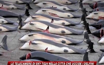 Le telecamere di SKY nella città che uccide i delfini