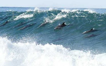 Arrigoni, record del mondo in apnea. Spinto dai delfini