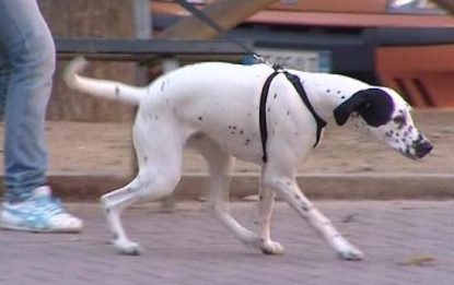 Follia a Torino, litigano per un cane: un morto