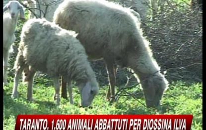 Taranto, 1600 pecore da abbattere per la diossina dell'Ilva