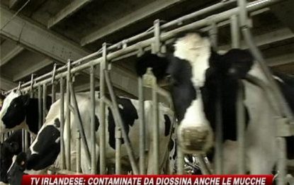 Diossina, l'Irlanda conferma: contaminati anche i bovini