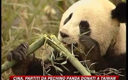 Cina, la diplomazia dei panda. 2 cuccioli a Taiwan