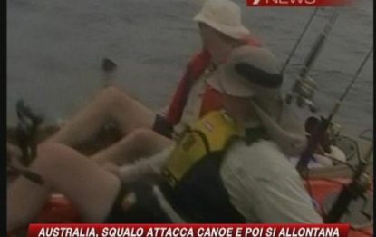 Gli squali terrorizzano l'Australia