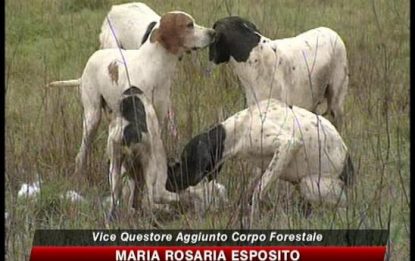 Cani maltrattati a Ravenna, blitz della Forestale