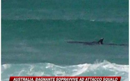 Australia, allarme squali: tre aggressioni in due giorni