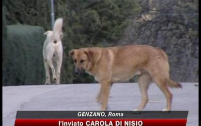 Roma, bimbo di 11 mesi sbranato dal cane di famiglia