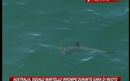 Australia, squalo martello irrompe in una gara di nuoto