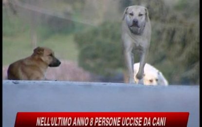 Bimbo sbranato a Ragusa, arrestato il custode dei cani