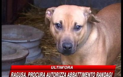 Ragusa, i cani killer attaccano ancora: ferita turista
