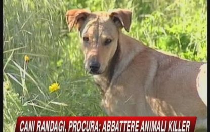 Cani randagi, nuovo attacco a Modica. Sindaco: evacuazione