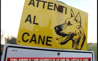 Parma, bambino azzannato da un cane. Non è in pericolo