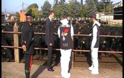 Bufale "dopate", 20 arresti nel Casertano