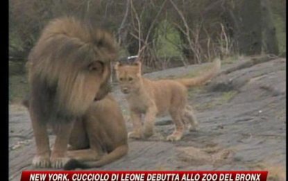 New York, cucciolo di leone debutta allo zoo del Bronx