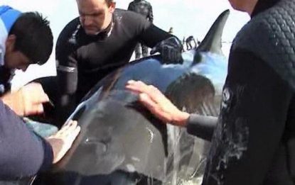 Sudafrica, in corso salvataggio di 55 balene spiaggiate