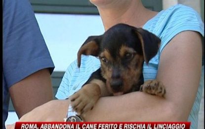 Roma, abbandona il cane ferito e rischia il linciaggio