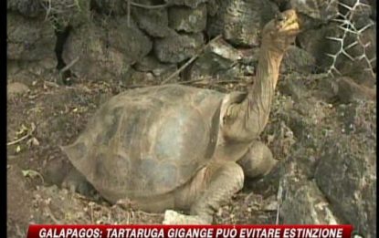 Galapagos, una speranza per la tartaruga gigante