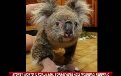 Australia, morto il koala scampato alle fiamme