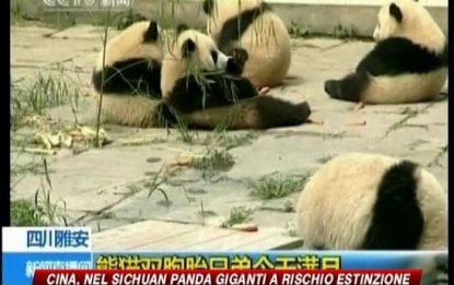 Cina, i due panda gemelli compiono un mese di vita