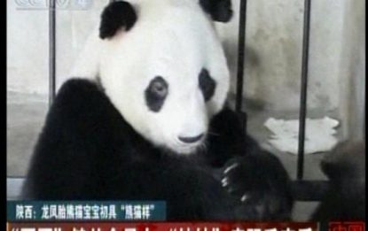 Cina, tutti pazzi per i gemelli di Panda
